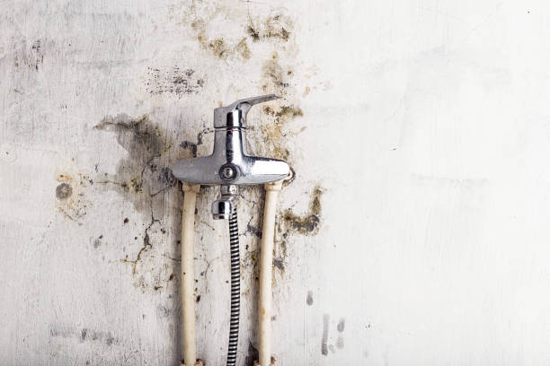 Best Local Mold Removal Service  in Clermont, FL