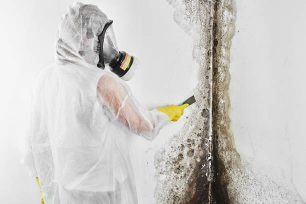 Certified Mold Removal in Clermont, FL