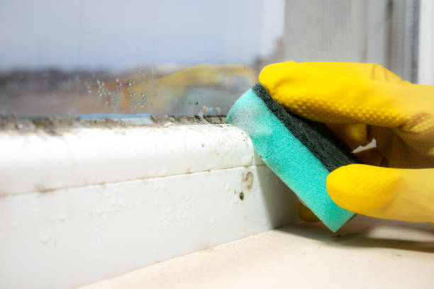 Best Office Mold Removal Services  in Clermont, FL