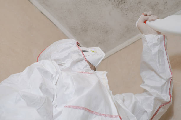 Best Mold Damage Repair  in Clermont, FL