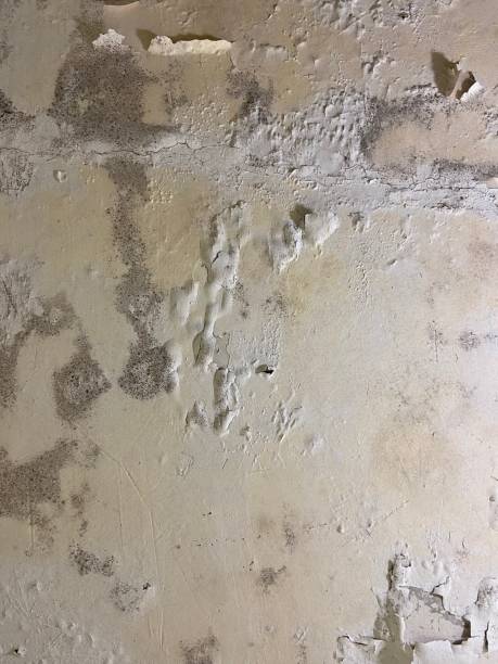 Best Mold Damage Repair  in Clermont, FL