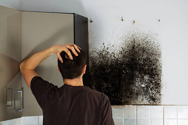 Best Mold Inspection  in Clermont, FL