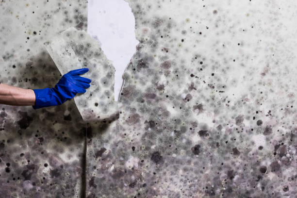 Best Fast Mold Removal  in Clermont, FL
