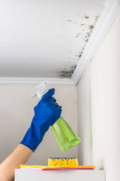 Professional Mold Removal in Clermont, FL